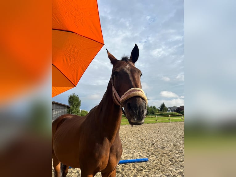 Bayerisches Warmblut Stute 21 Jahre 174 cm Brauner in M&#xFC;nchen