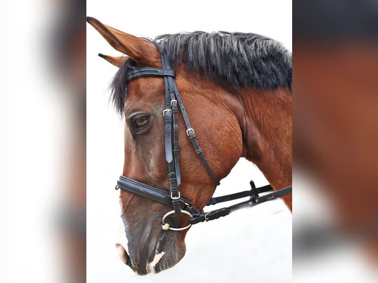 Bayerisches Warmblut Stute 21 Jahre 175 cm Brauner in Wettstetten