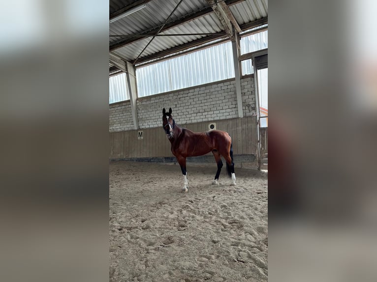 Bayerisches Warmblut Stute 21 Jahre 175 cm Brauner in Wettstetten