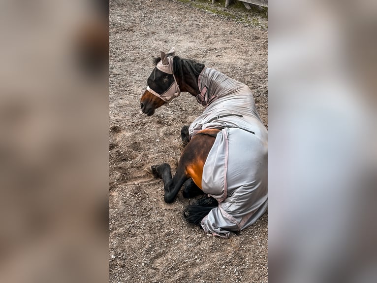 Bayerisches Warmblut Stute 21 Jahre 175 cm Brauner in Pilsting