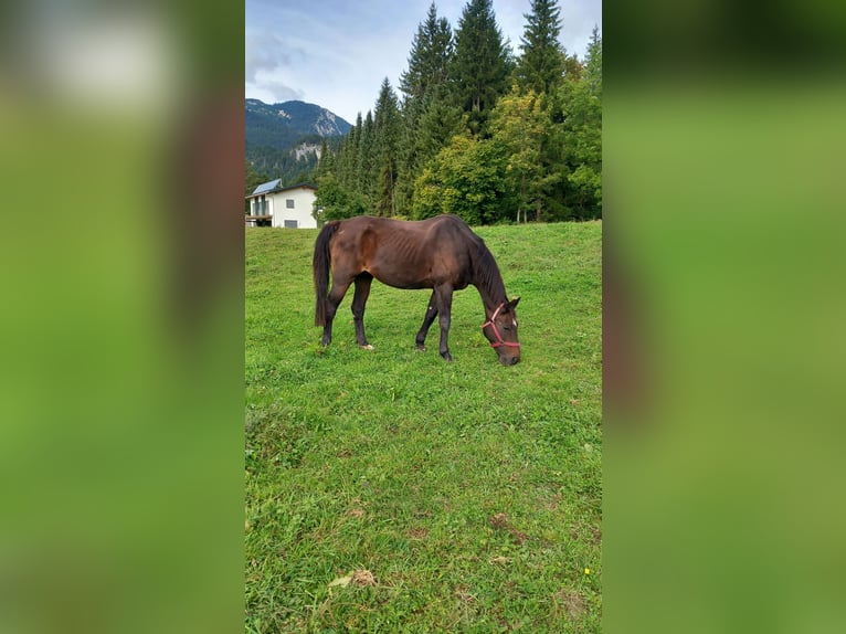 Bayerisches Warmblut Stute 22 Jahre 158 cm Dunkelbrauner in Reutte
