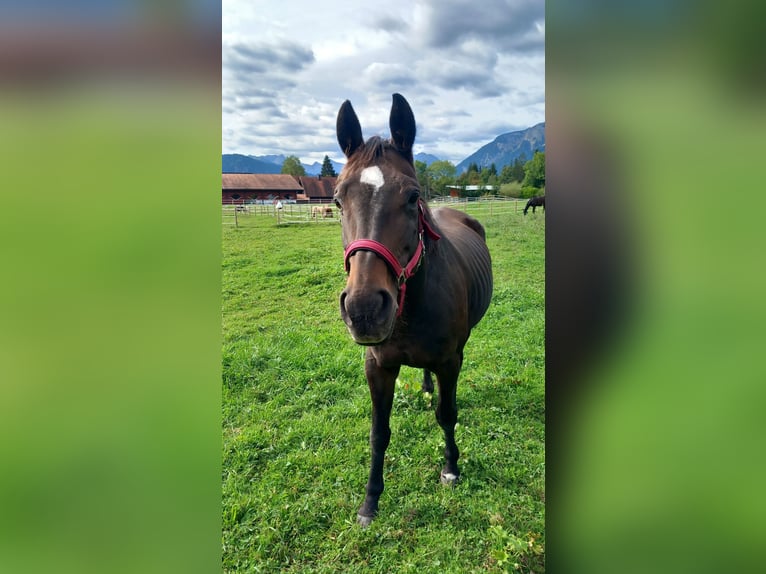 Bayerisches Warmblut Stute 22 Jahre 158 cm Dunkelbrauner in Reutte
