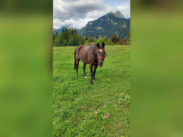Bayerisches Warmblut Stute 22 Jahre 158 cm Dunkelbrauner in Reutte