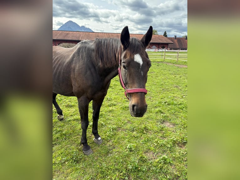 Bayerisches Warmblut Stute 22 Jahre 158 cm Dunkelbrauner in Reutte