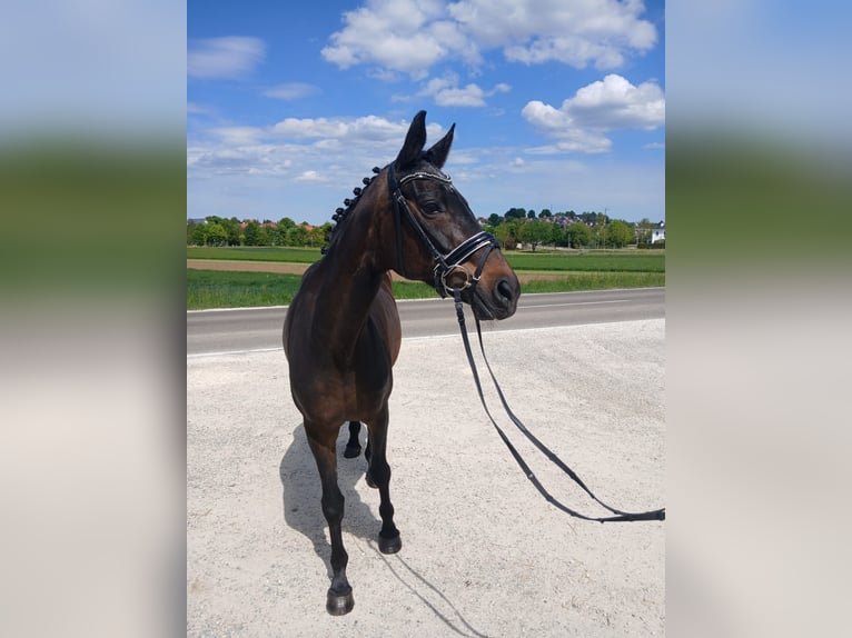 Bayerisches Warmblut Stute 22 Jahre 168 cm Brauner in Laichingen