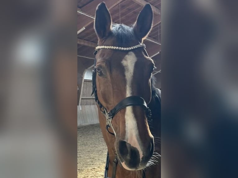 Bayerisches Warmblut Stute 22 Jahre 170 cm Brauner in Bad Aibling
