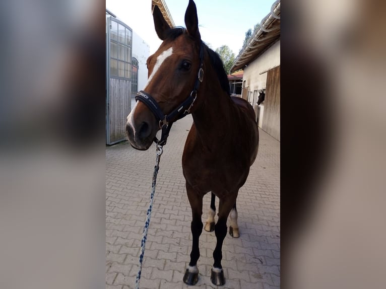 Bayerisches Warmblut Stute 22 Jahre 170 cm Brauner in Bad Aibling