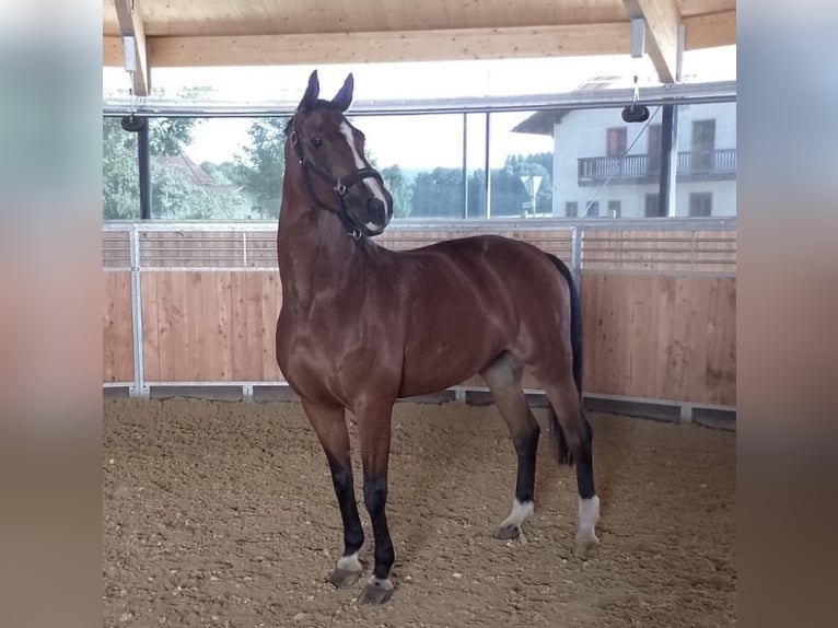 Bayerisches Warmblut Stute 22 Jahre 170 cm Brauner in Bad Aibling