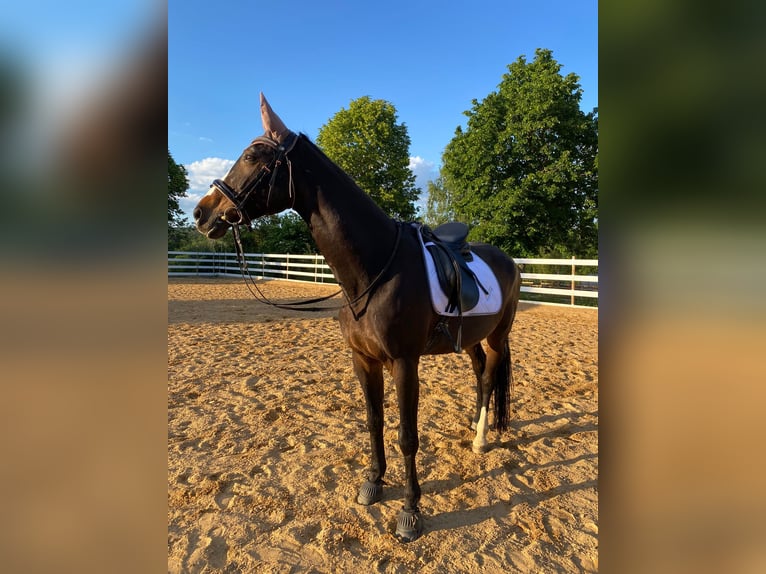 Bayerisches Warmblut Stute 22 Jahre 172 cm Brauner in Donauwörth