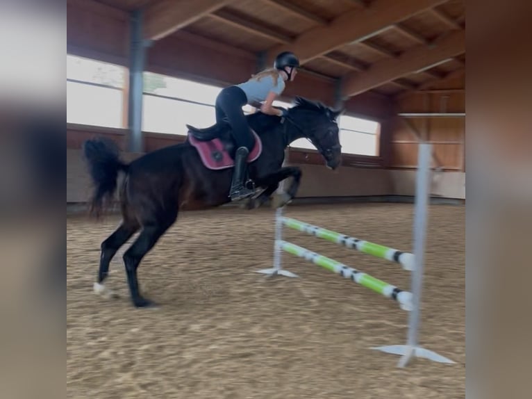 Bayerisches Warmblut Stute 23 Jahre 164 cm Brauner in Königsbrunn