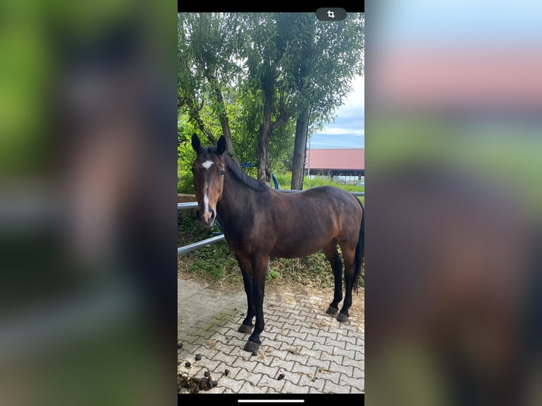 Bayerisches Warmblut Stute 23 Jahre 169 cm Dunkelbrauner in Freilassing