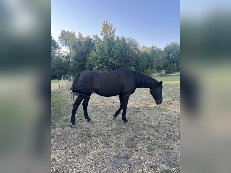 Bayerisches Warmblut Stute 25 Jahre 165 cm Dunkelbrauner in Simbach am Inn