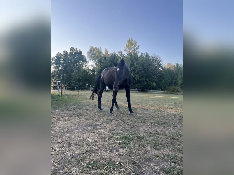 Bayerisches Warmblut Stute 25 Jahre 165 cm Dunkelbrauner in Simbach am Inn