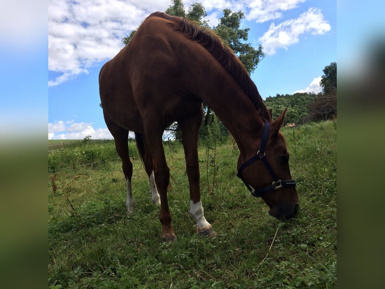 Bayerisches Warmblut Stute 26 Jahre 170 cm Fuchs in Hof