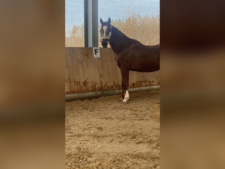 Bayerisches Warmblut Stute 26 Jahre 170 cm Fuchs in Hof