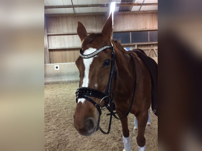 Bayerisches Warmblut Stute 26 Jahre 170 cm Fuchs in Hof