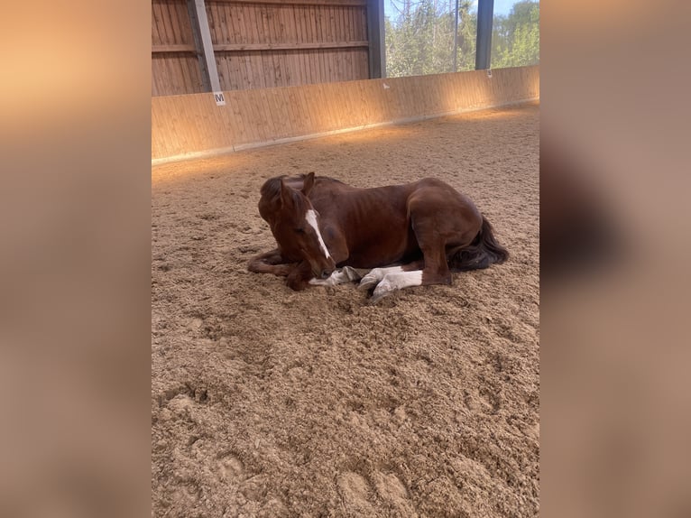 Bayerisches Warmblut Stute 26 Jahre 170 cm Fuchs in Hof
