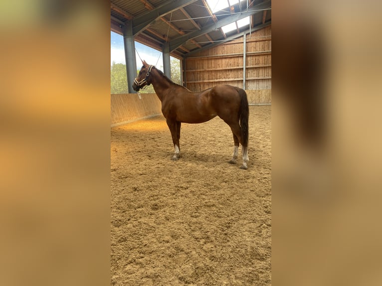 Bayerisches Warmblut Stute 26 Jahre 170 cm Fuchs in Hof