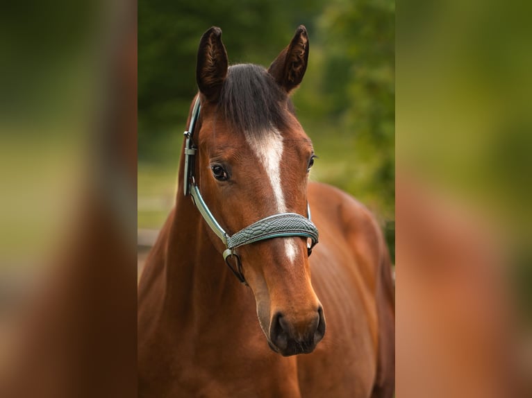 Bayerisches Warmblut Mix Stute 2 Jahre 170 cm Brauner in Sinntal