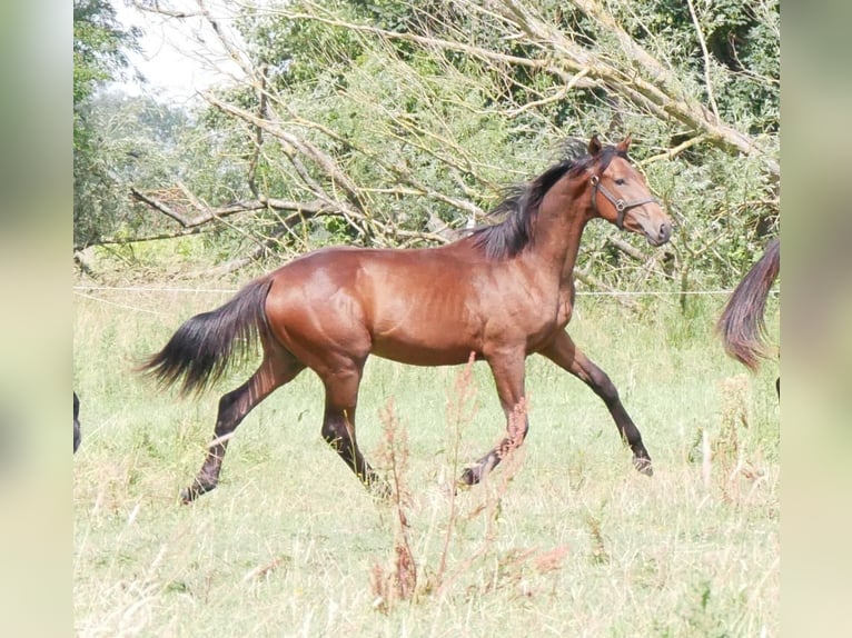 Bayerisches Warmblut Stute 2 Jahre 172 cm Brauner in Seester