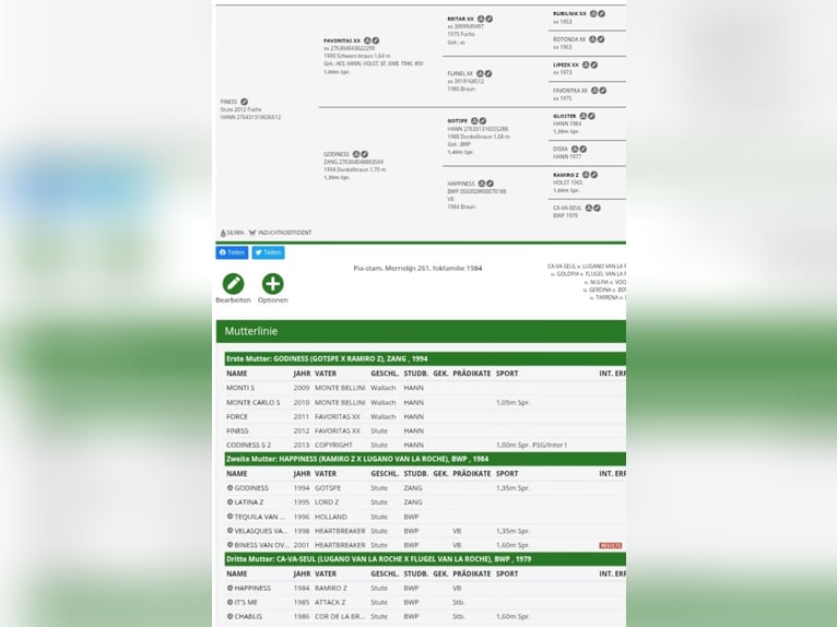 Bayerisches Warmblut Stute 2 Jahre 172 cm Brauner in Seester