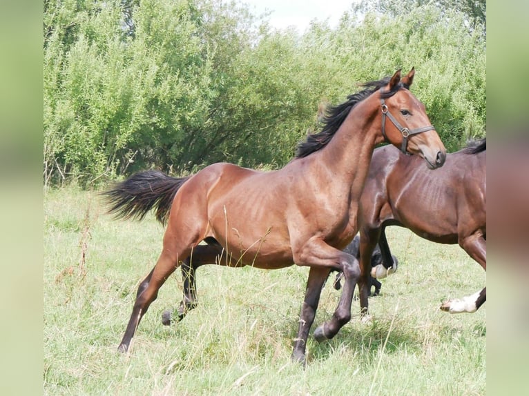 Bayerisches Warmblut Stute 2 Jahre 172 cm Brauner in Seester