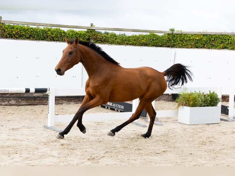 Bayerisches Warmblut Stute 3 Jahre 154 cm Brauner in Waddinxveen Bayerisches Warmblut Stute 3 Jahre 154 cm Brauner in Waddinxveen