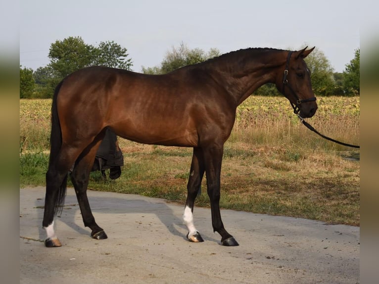 Bayerisches Warmblut Stute 3 Jahre 166 cm Brauner in Békéscsaba