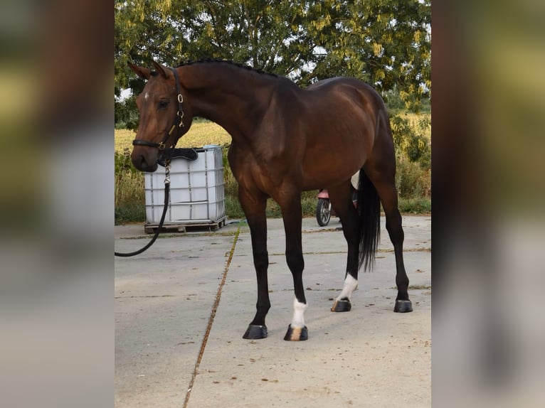 Bayerisches Warmblut Stute 3 Jahre 166 cm Brauner in Békéscsaba