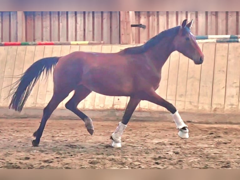 Bayerisches Warmblut Stute 3 Jahre 169 cm Brauner in Wolfsbach Bayerisches Warmblut Stute 3 Jahre 169 cm Brauner in Wolfsbach