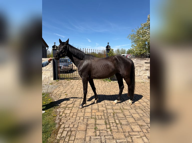 Bayerisches Warmblut Stute 3 Jahre 170 cm Rappe in Deining