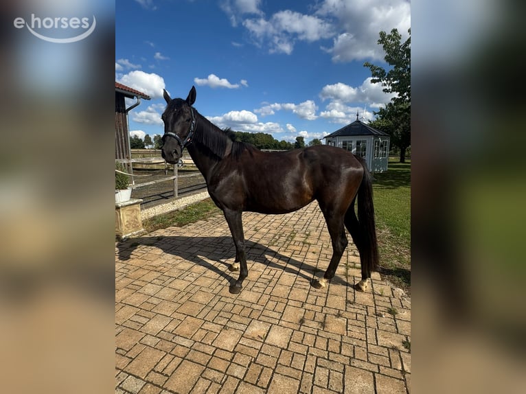 Bayerisches Warmblut Stute 3 Jahre 170 cm Rappe in Deining