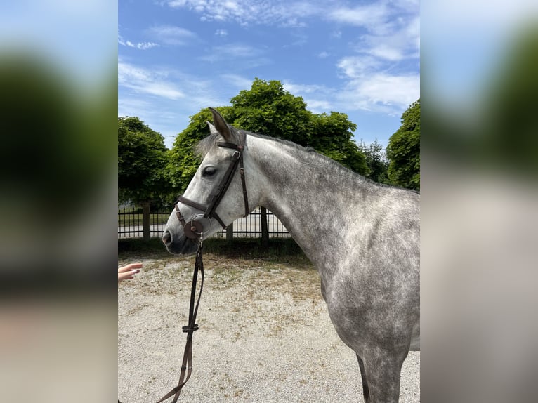 Bayerisches Warmblut Stute 4 Jahre 159 cm Schimmel in Weichs