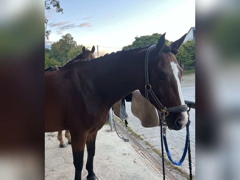 Bayerisches Warmblut Stute 4 Jahre 161 cm Hellbrauner in Weichs