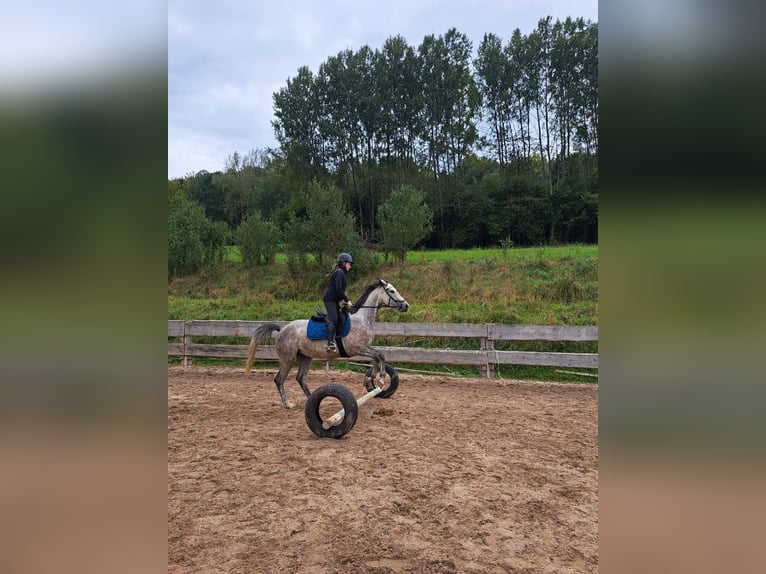 Bayerisches Warmblut Stute 4 Jahre 162 cm Schimmel in Weismain