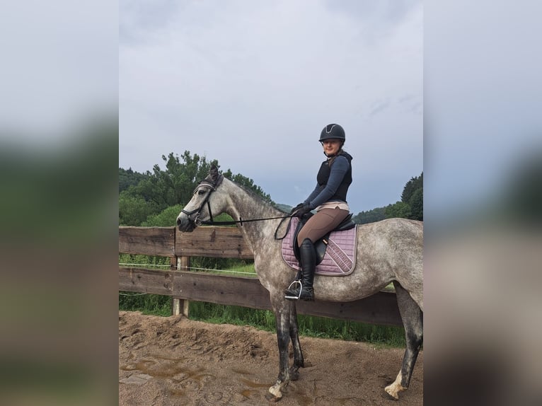 Bayerisches Warmblut Stute 4 Jahre 162 cm Schimmel in Weismain