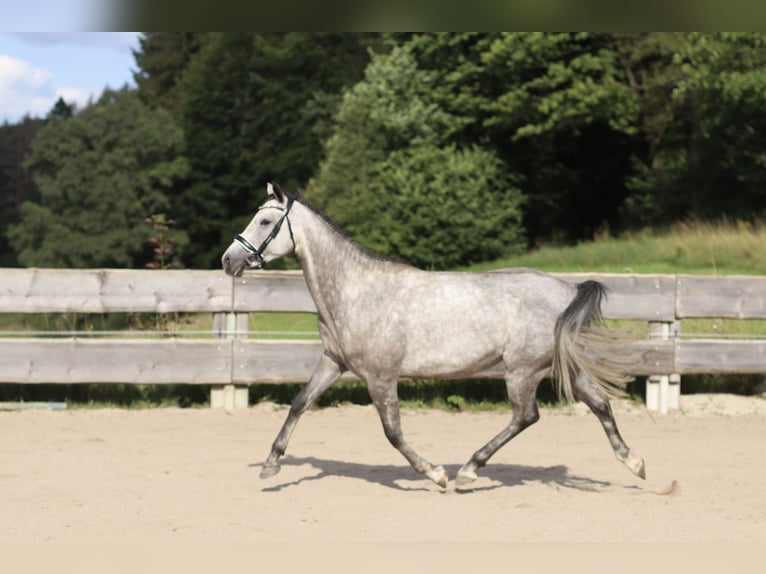 Bayerisches Warmblut Stute 4 Jahre 162 cm Schimmel in Weismain