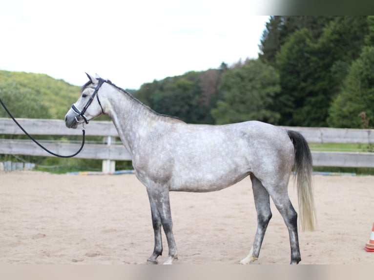 Bayerisches Warmblut Stute 4 Jahre 162 cm Schimmel in Weismain