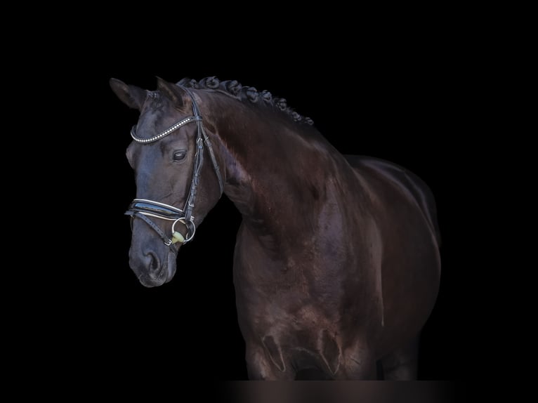 Bayerisches Warmblut Stute 4 Jahre 165 cm Rappe in Bodenkirchen