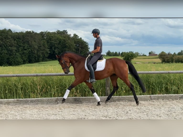 Bayerisches Warmblut Stute 4 Jahre 166 cm Brauner in Laaber