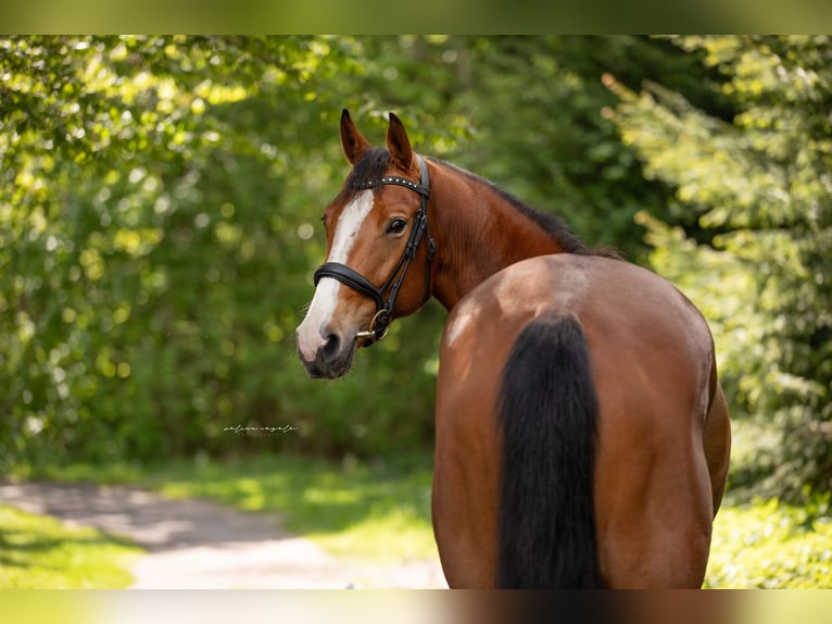 Bayerisches Warmblut Stute 4 Jahre 167 cm Brauner in Wertach