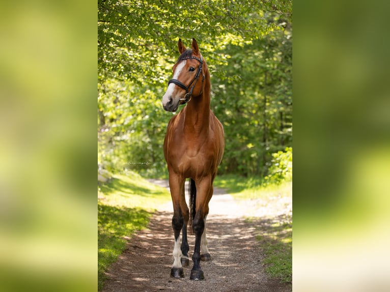 Bayerisches Warmblut Stute 4 Jahre 167 cm Brauner in Wertach
