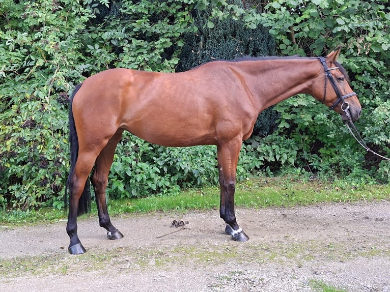 Bayerisches Warmblut Stute 4 Jahre 167 cm Brauner in Geisenfeld