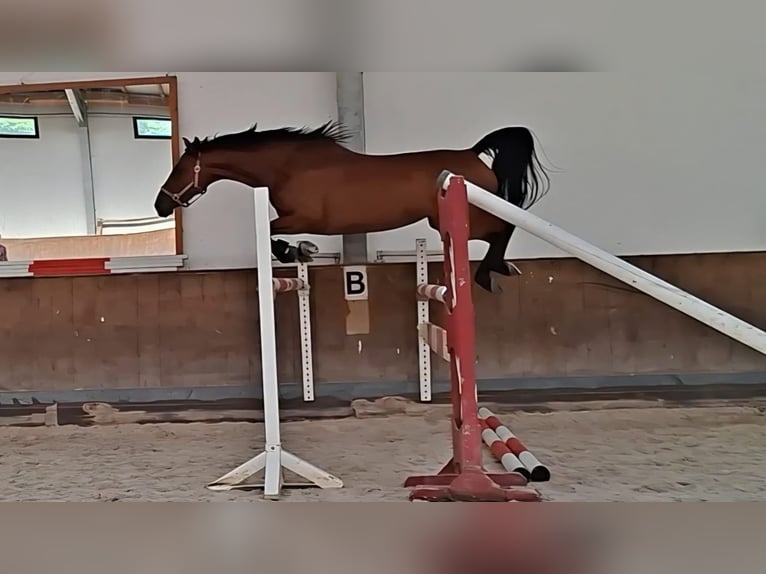 Bayerisches Warmblut Stute 4 Jahre 167 cm Brauner in Geisenfeld
