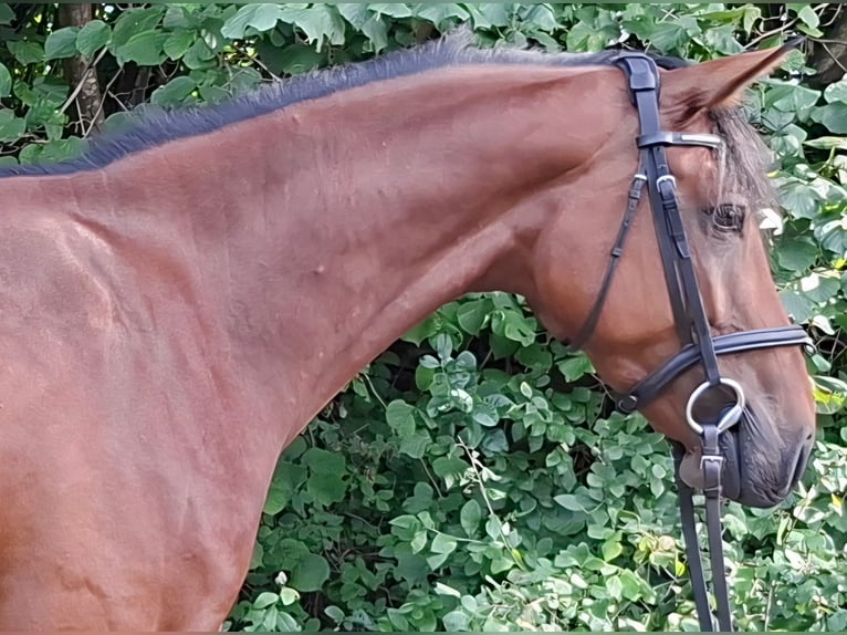 Bayerisches Warmblut Stute 4 Jahre 167 cm Brauner in Geisenfeld