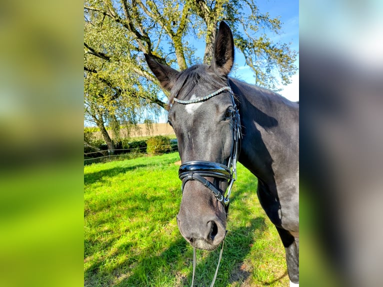 Bayerisches Warmblut Stute 4 Jahre 167 cm Schwarzbrauner in Ruhstorf an der Rott