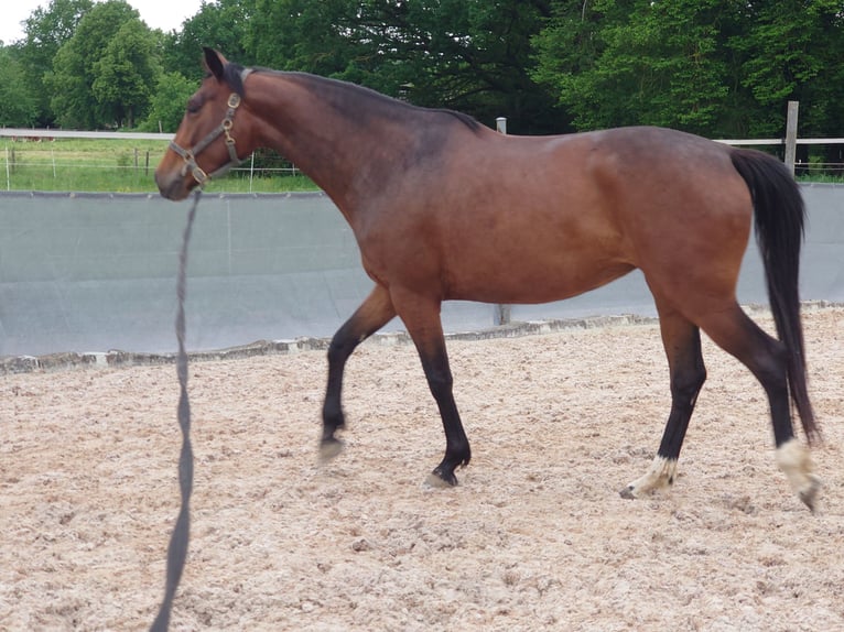 Bayerisches Warmblut Stute 4 Jahre 168 cm Brauner in Lauingen (Donau)