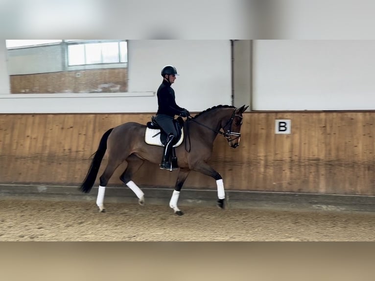 Bayerisches Warmblut Stute 4 Jahre 168 cm Brauner in Rottenburg an der Laaber