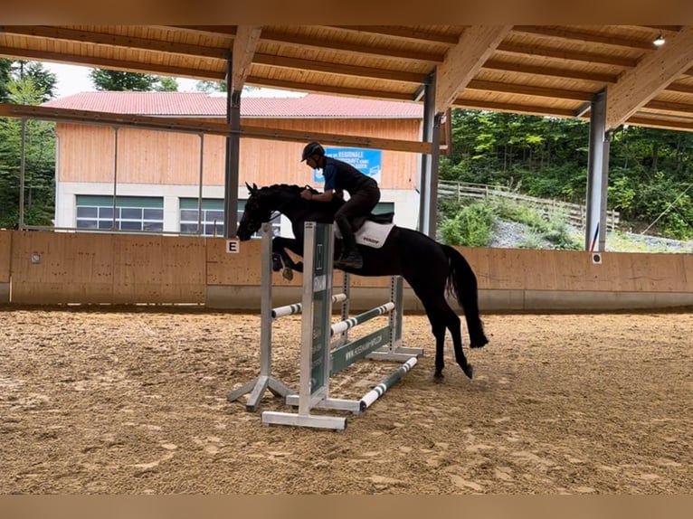 Bayerisches Warmblut Stute 4 Jahre 168 cm Rappe in Seehausen am Staffelsee
