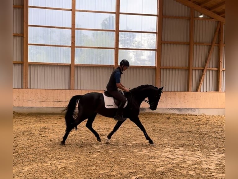 Bayerisches Warmblut Stute 4 Jahre 168 cm Rappe in Seehausen am Staffelsee